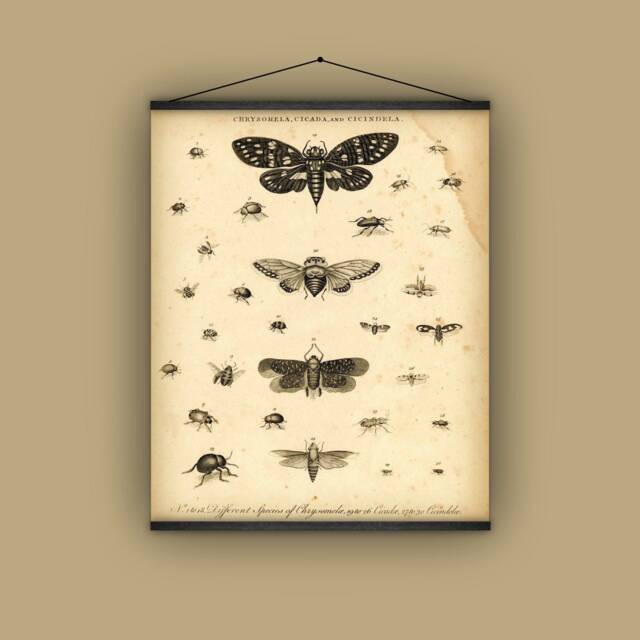 Cicada, Bugs, Insects, Beetles, Entomology, Natural History, Wall Hanging, Pull Down Chart, 1801, Nature, Garden - image 1
