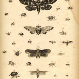 Cicada, Bugs, Insects, Beetles, Entomology, Natural History, Wall Hanging, Pull Down Chart, 1801, Nature, Garden - thumbnail 3
