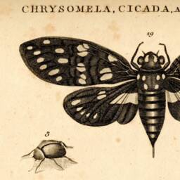 Cicada, Bugs, Insects, Beetles, Entomology, Natural History, Wall Hanging, Pull Down Chart, 1801, Nature, Garden - thumbnail 2