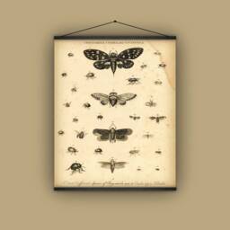 Cicada, Bugs, Insects, Beetles, Entomology, Natural History, Wall Hanging, Pull Down Chart, 1801, Nature, Garden - thumbnail 1