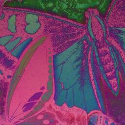 Papillons, Butterflies, Insects, Bugs, Wall Hanging, Antique Art, Vintage Image, Garden Lover, Gift For Her, Natural History - thumbnail 2