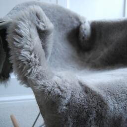 Gray Silver Grey , Sheepskin in Luxurious Supersoft Short Hair Size Xl - thumbnail 2