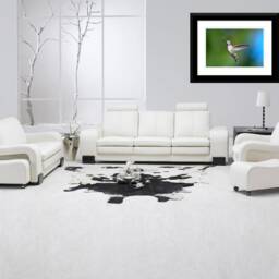Hummingbird Photography, Wall Art, Nature Decor, Bird Photos, Birds in Flight, Digital Download - thumbnail 3