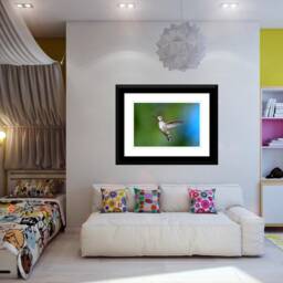Hummingbird Photography, Wall Art, Nature Decor, Bird Photos, Birds in Flight, Digital Download - thumbnail 4