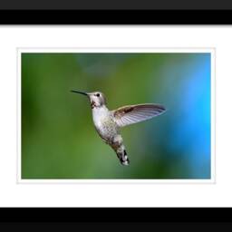 Hummingbird Photography, Wall Art, Nature Decor, Bird Photos, Birds in Flight, Digital Download - thumbnail 2