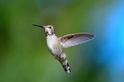 Hummingbird Photography, Wall Art, Nature Decor, Bird Photos, Birds in Flight, Digital Download