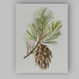 Vintage Pine Cone Botanical Illustration Nature Study Canvas Wall Art Print Decor Picture Ready To Hang - thumbnail 1
