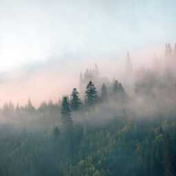 Morning Fog Forest Wall Mural - Peel & Stick Wallpaper - thumbnail 2