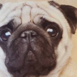 Handmade Pug Art Cushion Contemporary Dog Pillow, Choice Of Cover Only Or + Pad - thumbnail 3