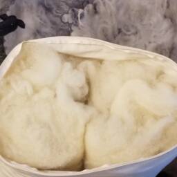 Organic Wool Travel Pillow - Chemical Free Cotton Cover, Lumbar Support - thumbnail 2