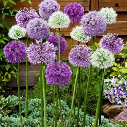 Tile Alliums Cast. Botanical Decorative Unique Plaster Wall Art Fram?? Wood Concrete Impression Pressed Flowers Eco Friendly - thumbnail 4