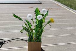 Table Lamp Blowball Taraxacum , Dandelion Night Lamp, Deco Object, Lamp in The Form Of Almost Real Dandelions