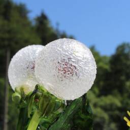Table Lamp Blowball Taraxacum , Dandelion Night Lamp, Deco Object, Lamp in The Form Of Almost Real Dandelions - thumbnail 4