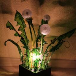 Table Lamp Blowball Taraxacum , Dandelion Night Lamp, Deco Object, Lamp in The Form Of Almost Real Dandelions - thumbnail 3