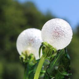 Table Lamp Blowball Taraxacum , Dandelion Night Lamp, Deco Object, Lamp in The Form Of Almost Real Dandelions - thumbnail 2