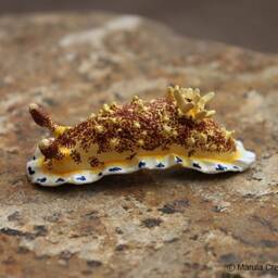 Sia The Nudibranch - Dendrodoris Caesia - thumbnail 3