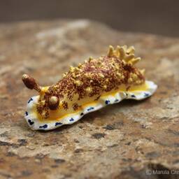 Sia The Nudibranch - Dendrodoris Caesia - thumbnail 2