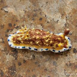Sia The Nudibranch - Dendrodoris Caesia - thumbnail 4