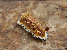 Sia The Nudibranch - Dendrodoris Caesia - thumbnail 1