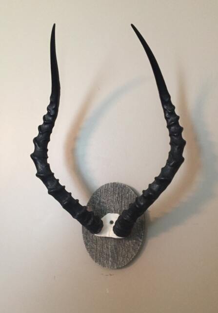 African Impala Ram Skull/Mount/Horns/Antelope/Taxidermy Home Cabin Decor - image 1
