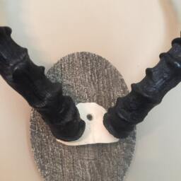 African Impala Ram Skull/Mount/Horns/Antelope/Taxidermy Home Cabin Decor - thumbnail 4