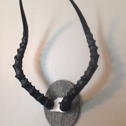 African Impala Ram Skull/Mount/Horns/Antelope/Taxidermy Home Cabin Decor - thumbnail 3