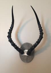 African Impala Ram Skull/Mount/Horns/Antelope/Taxidermy Home Cabin Decor - thumbnail 1