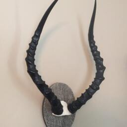 African Impala Ram Skull/Mount/Horns/Antelope/Taxidermy Home Cabin Decor - thumbnail 2
