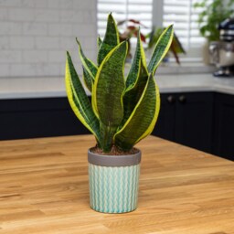 Chevron Planter/Pot - Optional Mother in Law's Tongue - Blue