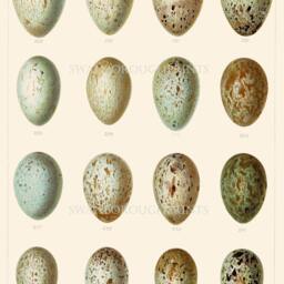 Speckled Bird Eggs Print, Raven Rook Crow Gicl??e Wall Art - thumbnail 2