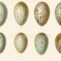 Speckled Bird Eggs Print, Raven Rook Crow Gicl??e Wall Art - thumbnail 3