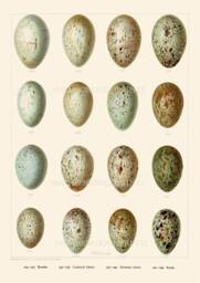 Speckled Bird Eggs Print, Raven Rook Crow Gicl??e Wall Art - thumbnail 1