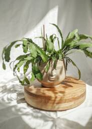 Oak - Customizable Plant Stand On Wheels, Wooden Pot Caddy, Base For A Large Flowerpot