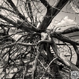 Jekyll Island Black & White Throw Pillow, Driftwood Tree Decor, Georgia, & Photography - thumbnail 2