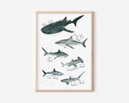 Shark Species Watercolor Print Labelled Nautical Nursery Art - thumbnail 1