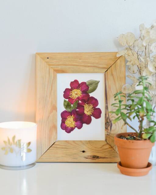 Pink Camellia, Alabama State Flower - Print Reproduction Artwork Of Pressed Flowers 100% Cotton Rag Paper Botanical Al - image 1