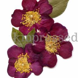 Pink Camellia, Alabama State Flower - Print Reproduction Artwork Of Pressed Flowers 100% Cotton Rag Paper Botanical Al - thumbnail 2