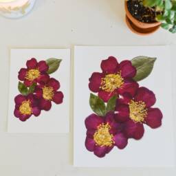 Pink Camellia, Alabama State Flower - Print Reproduction Artwork Of Pressed Flowers 100% Cotton Rag Paper Botanical Al - thumbnail 3