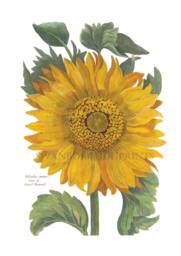 Sunflower Watercolor Art Print, French Country Botanical Decor - thumbnail 1