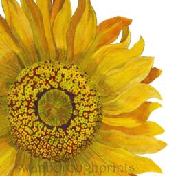 Sunflower Watercolor Art Print, French Country Botanical Decor - thumbnail 3