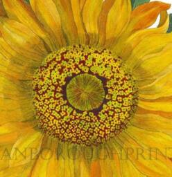 Sunflower Watercolor Art Print, French Country Botanical Decor - thumbnail 2