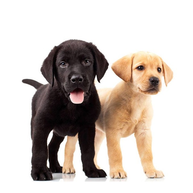 Puppies Wall Decal - Puppy Golden Retriver Labrador Art Animal Vinyl Sticker