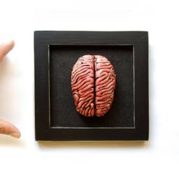 Ceramic Brain Sculpture Framed Anatomical Wall Art - thumbnail 4