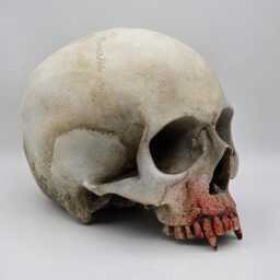 My Bloody Vampire Skull .plaster Of Paris Life Size Human Replica - thumbnail 3