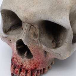 My Bloody Vampire Skull .plaster Of Paris Life Size Human Replica - thumbnail 2