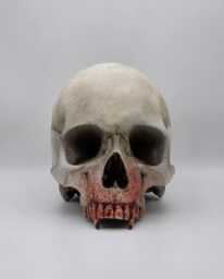 My Bloody Vampire Skull .plaster Of Paris Life Size Human Replica - thumbnail 1