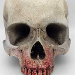 My Bloody Vampire Skull .plaster Of Paris Life Size Human Replica - thumbnail 4