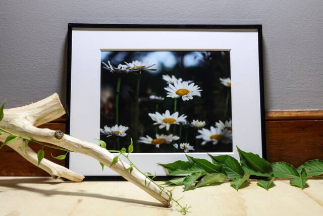 Daisies Photograph, Nature Photography, Wall Art, Bedroom Decor, Living Room Peaceful Photography Prints - image 1