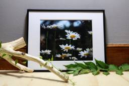 Daisies Photograph, Nature Photography, Wall Art, Bedroom Decor, Living Room Peaceful Photography Prints - thumbnail 1
