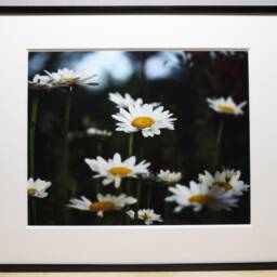 Daisies Photograph, Nature Photography, Wall Art, Bedroom Decor, Living Room Peaceful Photography Prints - thumbnail 2